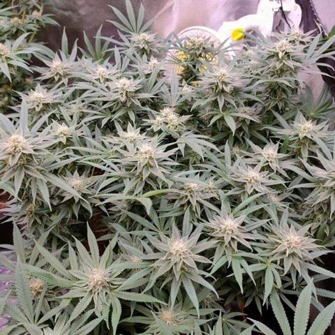 Mimosa Evo growlog timeline photo
