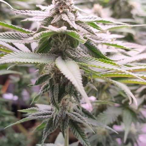 Mimosa Evo growlog timeline photo
