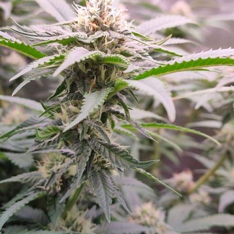 Mimosa Evo growlog timeline photo