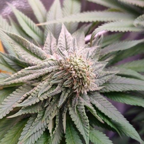 Mimosa Evo growlog timeline photo