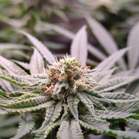 Mimosa Evo growlog timeline photo
