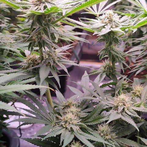 Mimosa Evo growlog timeline photo