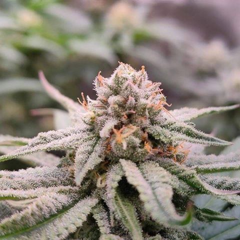 Mimosa Evo growlog timeline photo