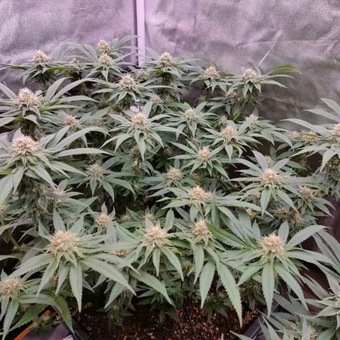 Mimosa Evo growlog timeline photo