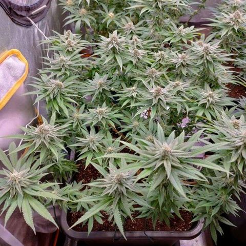Mimosa Evo growlog timeline photo