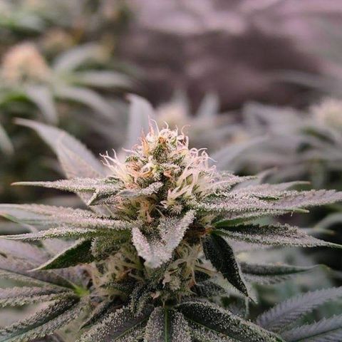 Mimosa Evo growlog timeline photo