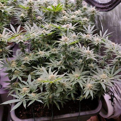 Mimosa Evo growlog timeline photo