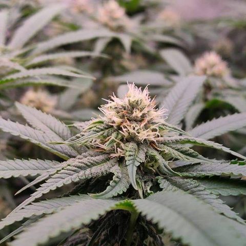 Mimosa Evo growlog timeline photo