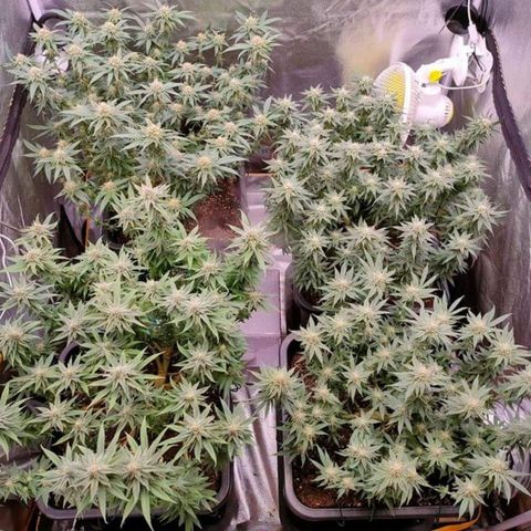 Mimosa Evo growlog timeline photo