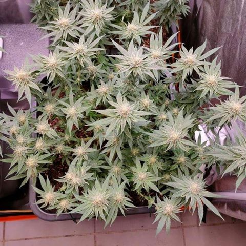 Mimosa Evo growlog timeline photo