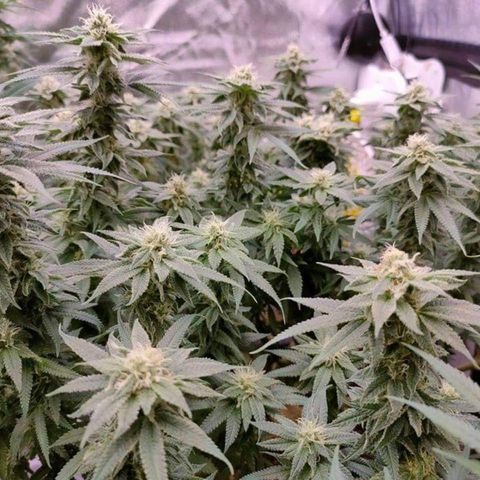 Mimosa Evo growlog timeline photo