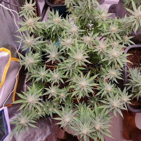 Mimosa Evo growlog timeline photo