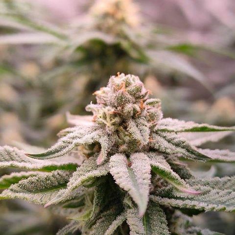 Mimosa Evo growlog timeline photo