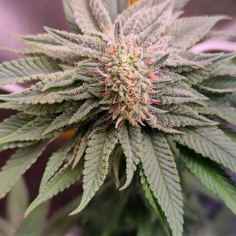 Mimosa Evo growlog timeline photo