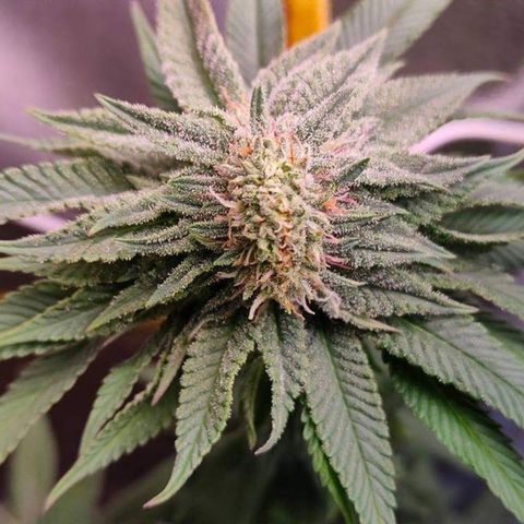 Mimosa Evo growlog timeline photo