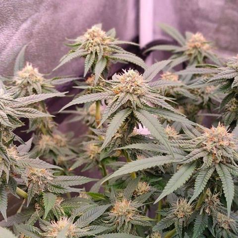 Mimosa Evo growlog timeline photo