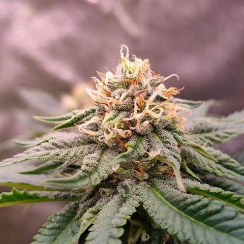 Mimosa Evo growlog timeline photo