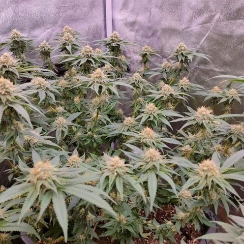 Mimosa Evo growlog timeline photo