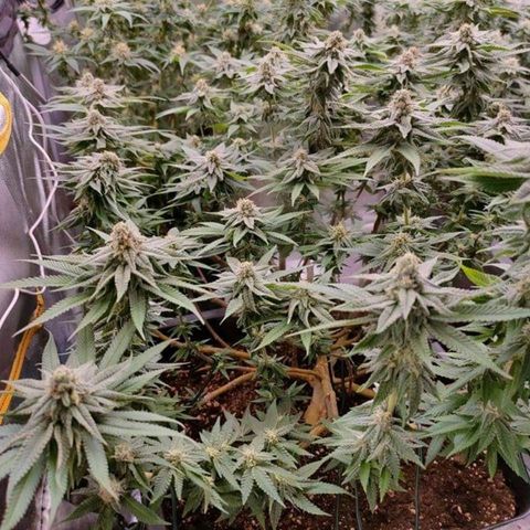 Mimosa Evo growlog timeline photo