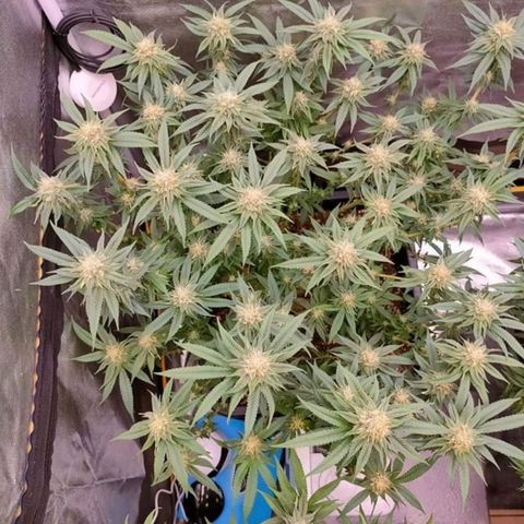 Mimosa Evo growlog timeline photo