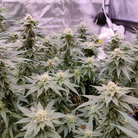 Mimosa Evo growlog timeline photo