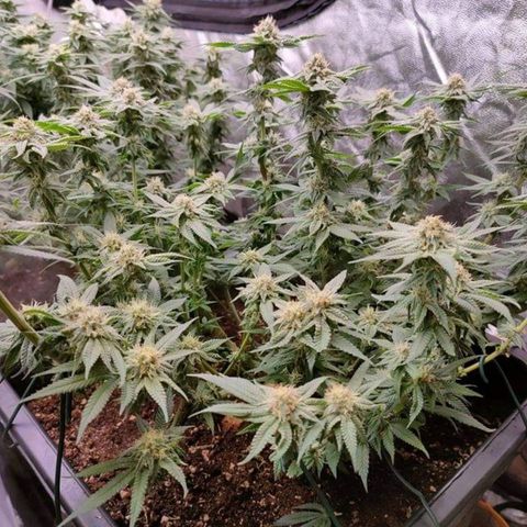 Mimosa Evo growlog timeline photo