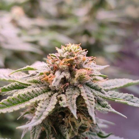 Mimosa Evo growlog timeline photo