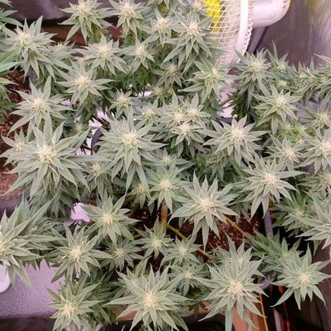 Mimosa Evo growlog timeline photo