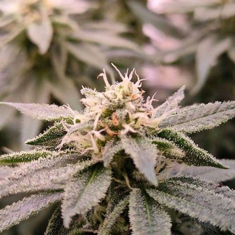 Mimosa Evo growlog timeline photo