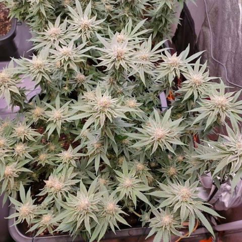 Mimosa Evo growlog timeline photo