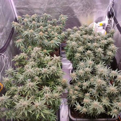 Mimosa Evo growlog timeline photo