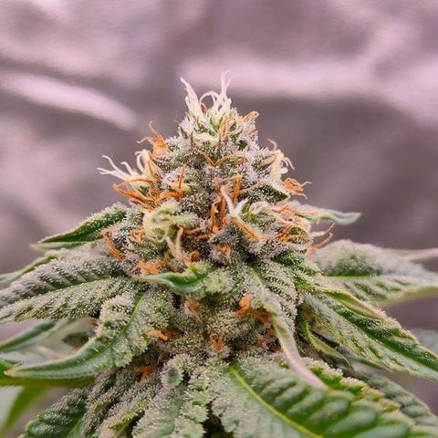 Mimosa Evo growlog timeline photo
