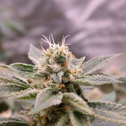 Mimosa Evo growlog timeline photo