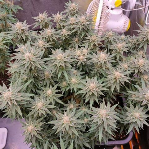 Mimosa Evo growlog timeline photo