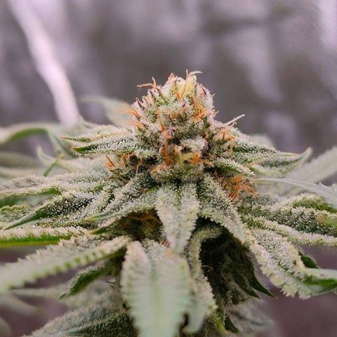 Mimosa Evo growlog timeline photo