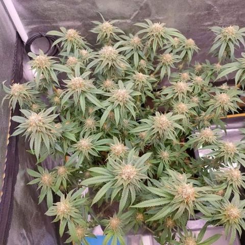 Mimosa Evo growlog timeline photo