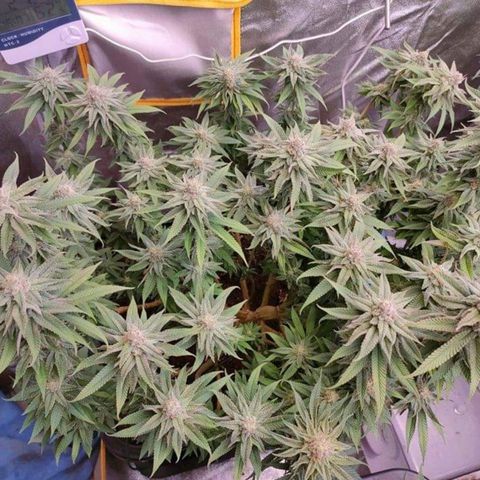 Mimosa Evo growlog timeline photo