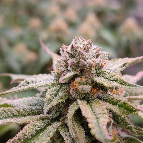 Mimosa Evo growlog timeline photo