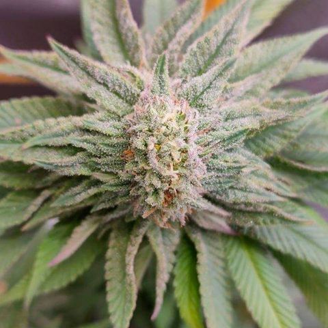 Mimosa Evo growlog timeline photo
