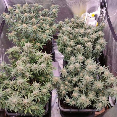 Mimosa Evo growlog timeline photo