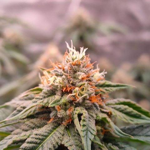 Mimosa Evo growlog timeline photo