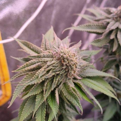 Mimosa Evo growlog timeline photo