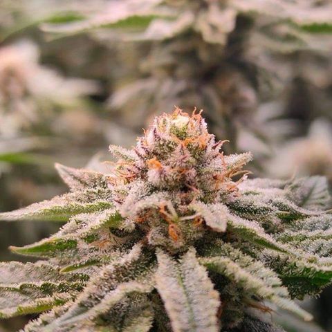Mimosa Evo growlog timeline photo