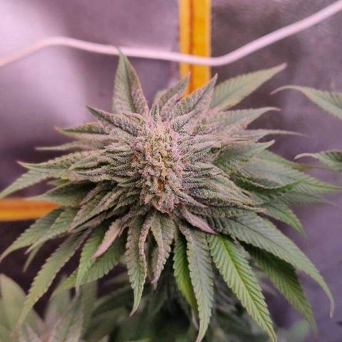 Mimosa Evo growlog timeline photo