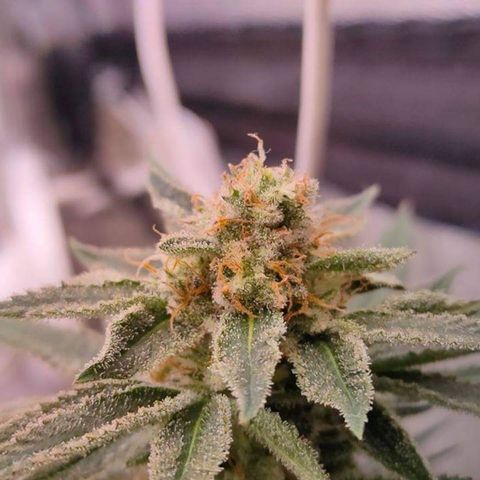 Mimosa Evo growlog timeline photo
