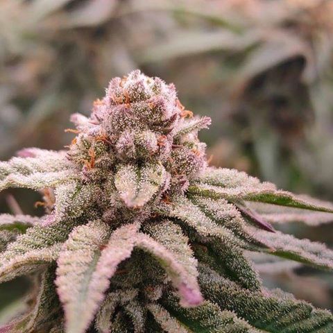 Mimosa Evo growlog timeline photo