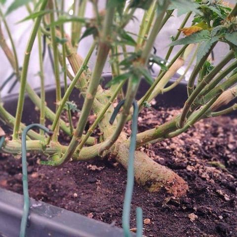 Mimosa Evo growlog timeline photo