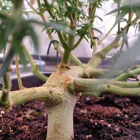Mimosa Evo growlog timeline photo