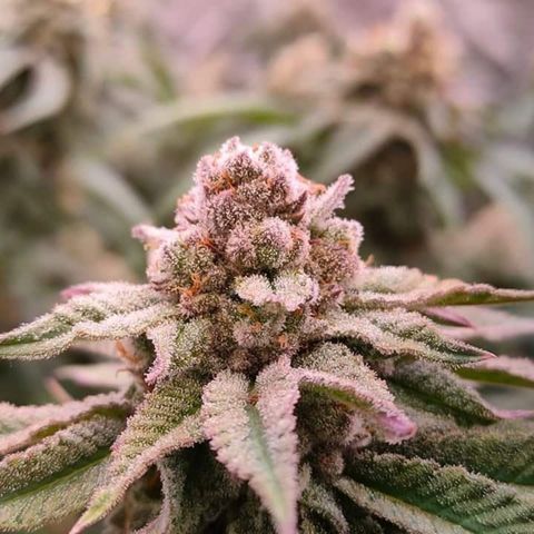 Mimosa Evo growlog timeline photo