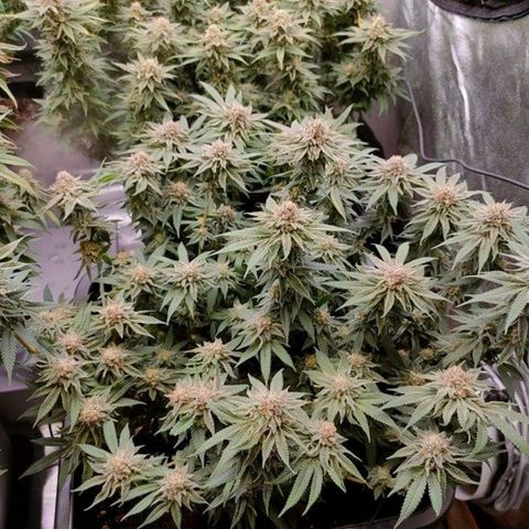 Mimosa Evo growlog timeline photo